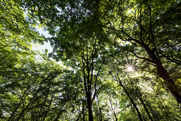 Das Laub der Bäume wird von hellem Sonnenlicht beleuchtet, Bäume mit grünem Laub im Sommer