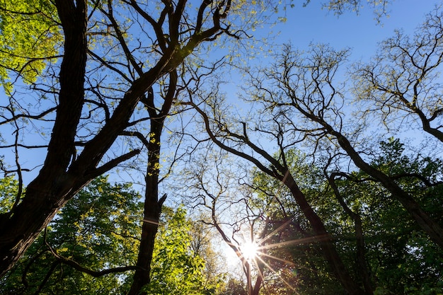 Das Laub der Bäume