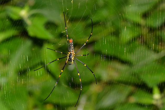 das Leben der Spinne, das natürliche Leben des Insekts im Netz in der Natur