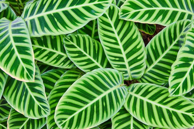 Das lebendige Streifenmuster der tropischen Blätter in Nahaufnahme