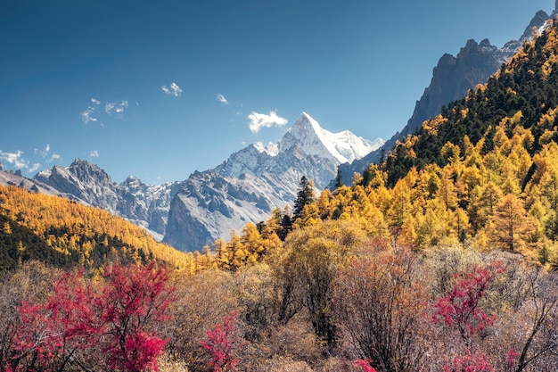 Das letzte Shangri-La mit Berg Chana Dorje im Herbstkiefernwald