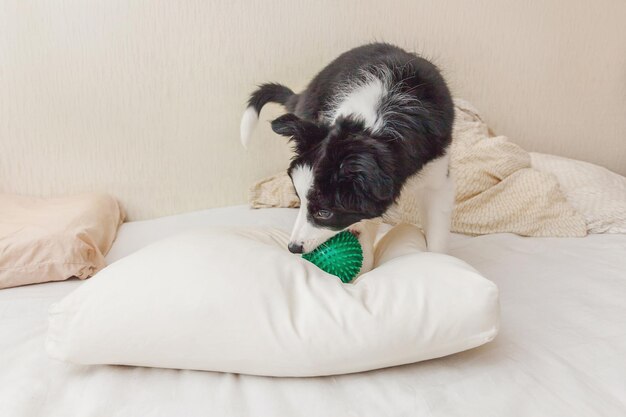 Das lustige Porträt eines niedlichen Border-Collie-Hündchens lag auf einer Kissendecke im Bett und spielte mit grünen T...