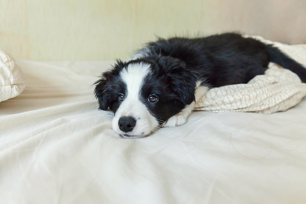 Das lustige Porträt eines süßen, lächelnden Hündchen-Border-Collie lag auf einer Kissendecke im Bett. Neues schönes Familienmitglied kleiner Hund zu Hause liegend und schlafend. Haustierpflege und Tierkonzept