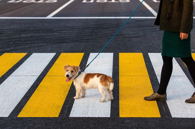 Das Mädchen bringt dem Hund bei, den Fußgängerüberweg zu überqueren