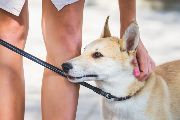 Das Mädchen hält den Hund an der Leine und streichelt ihn