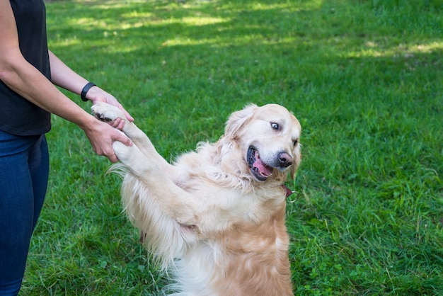 Das Mädchen hält den Retriever an den Vorderpfoten. Hund ist der beste Freund, Hundetraining.