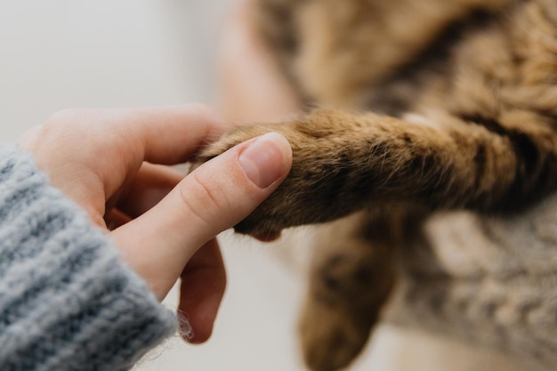 Foto das mädchen hält die katzenpfote mit der hand