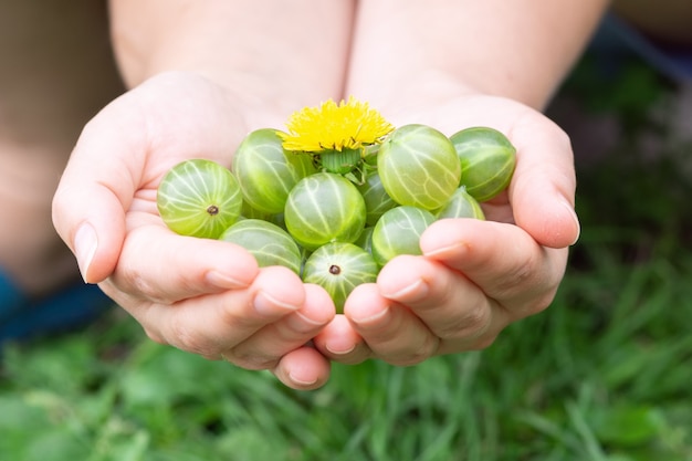 Das Mädchen hält eine Handvoll reifer grüner Stachelbeeren in den Händen