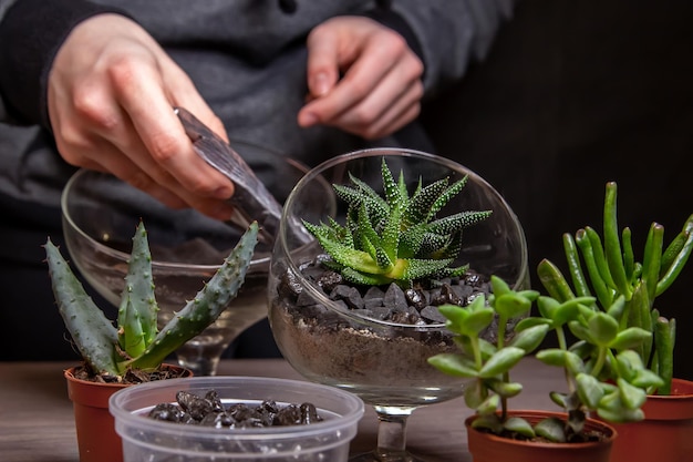 Das Mädchen ist damit beschäftigt, Sukkulenten in einem Glasflorarium zu verpflanzen. Hobbys, Hausblumen.