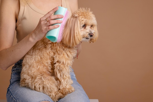 Das Mädchen kämmt die Haare eines Haustierwelpen der Rasse Maltipoo