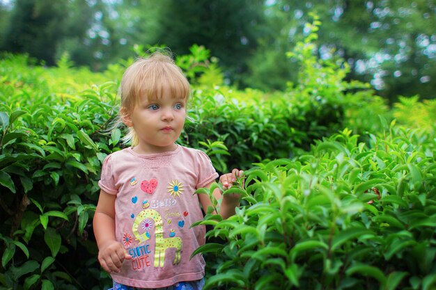 Das Mädchen kostet auf einer Teeplantage