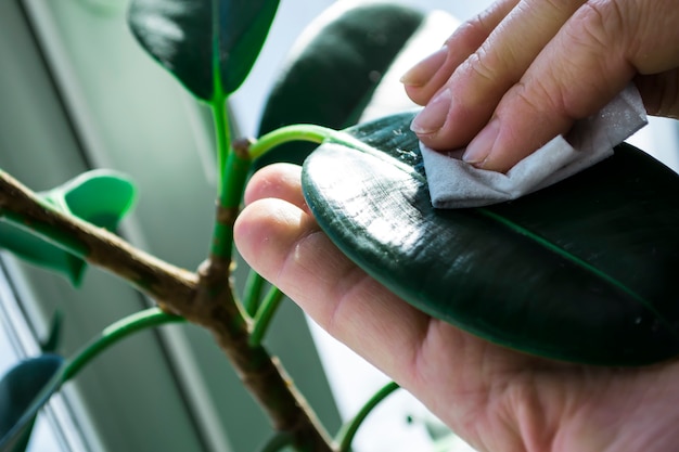 Das Mädchen kümmert sich um die Blumen im Blumenraum