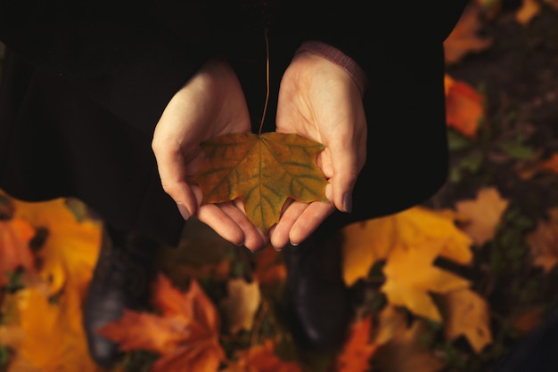 Das Mädchen mit offenen Händen hält ein gelbes Blatt im Wald. Herbst Hintergrund.