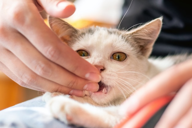 Das Mädchen spielt mit einer Katze, die Katze beißt dem Mädchen in die Hand