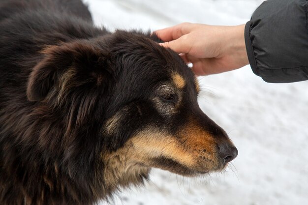 Das Mädchen streichelt einen obdachlosen Hund Tierpflege Ein Tierheim für obdachlose Tiere