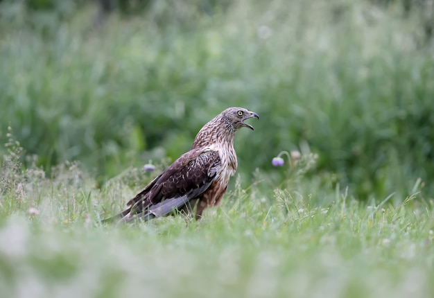 Das Männchen Der westliche Sumpfegge (Circus aeruginosus) sitzt auf dem Boden zwischen dichtem Gras. Nahansicht