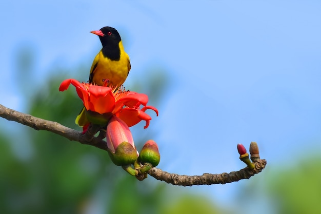 Das Männchen ist auffällig mit der typischen Pirol-Schwarz-Gelb-Färbung. Das Gefieder ist überwiegend gelb mit einer festen schwarzen Kapuze und auch in der Flügel- und Schwanzmitte schwarz.