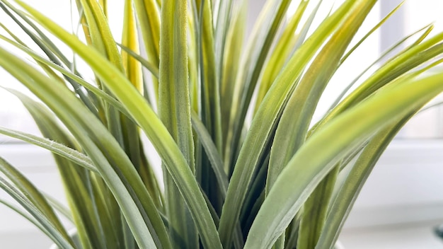 Das Makro der schönen laubabwerfenden Wohnungsblumenpflanze