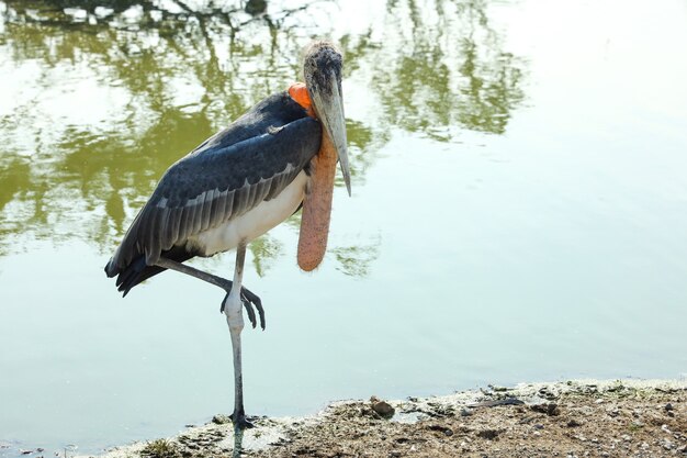 Das Marabustork-Vogeltier im Garten