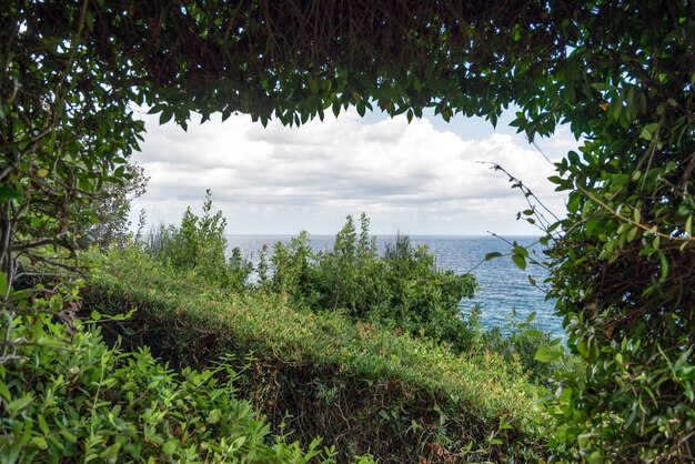 Das Meer durch die grünen Zweige der Kiefer. Lloret de Mar, Costa Brava, Katalonien, Spanien