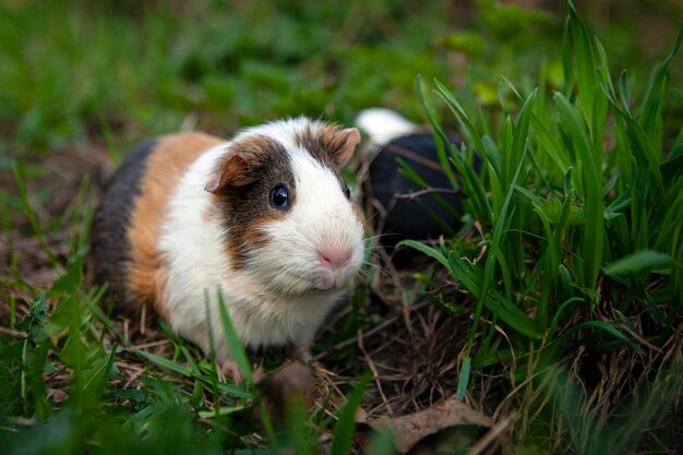 Das Meerschweinchen ist eine Nagetierart der Gattung Cavia in der Familie Caviidae