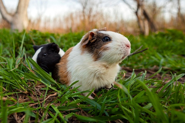 Das Meerschweinchen ist eine Nagetierart der Gattung Cavia