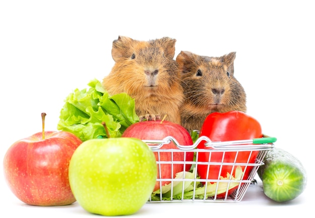 Das Meerschweinchen mit Essen Apfelgurke eine rote Paprika auf weißem Hintergrund