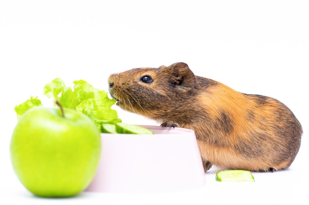 Das Meerschweinchen mit Essen Apfelgurke eine rote Paprika auf weißem Hintergrund