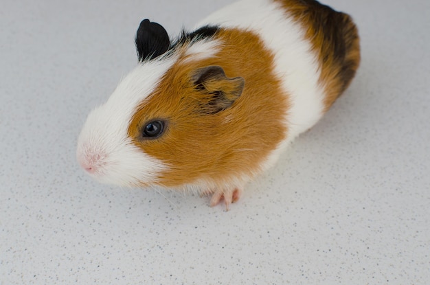 Das Meerschweinchen oder Cuy ist eine südamerikanische Nagetierart aus der Familie der Caviidae, zu der auch die Meerschweinchen Meerschweinchen und Mara gehören. Sie werden auch als Meerschweinchen und Prekingdom bezeichnet