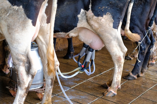 Das Milchmädchen im Bauernhof durch Melkmaschine