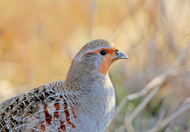 Das Nahporträt des Rebhuhns (Perdix perdix) im natürlichen Lebensraum.