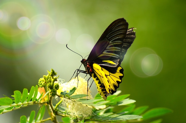 Das natürliche Bild eines Schmetterlinges auf grünen Blättern