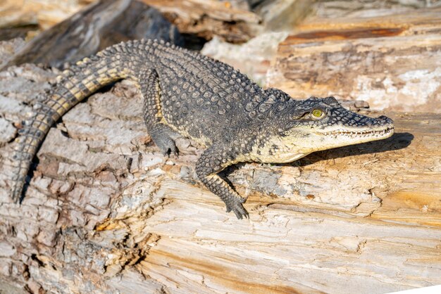 Das Nilkrokodil (Crocodylus niloticus) ist ein großes, gefährliches fleischfressendes Reptil.