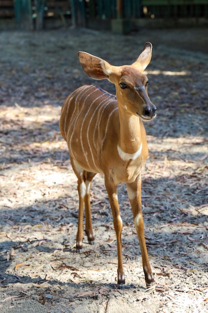 Das Nyala-Baby bleibt im Garten