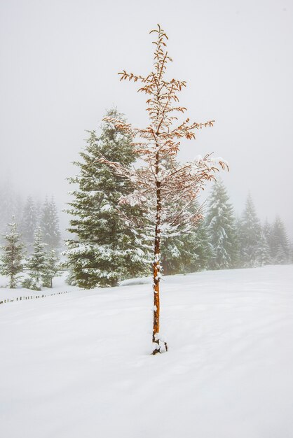 Das Panorama der hohen schneebedeckten Tannen wächst im Winter an frostigen Wintertagen