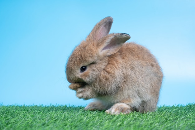 Das pelzige und flauschige süße schwarze Kaninchen steht auf zwei Beinen auf grünem Gras und putzt die Vorderbeine. Konzept von Nagetier Haustier und Ostern.