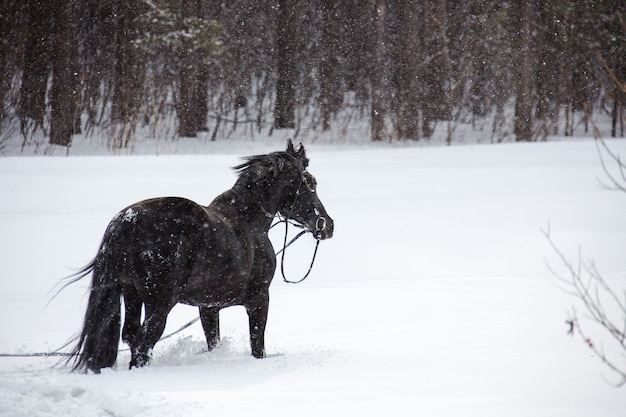 Das Pferd, das in Winterwald geht