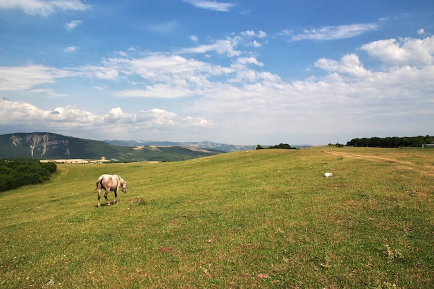 Das Pferd in den kaukasischen Bergen, Aserbaidschan