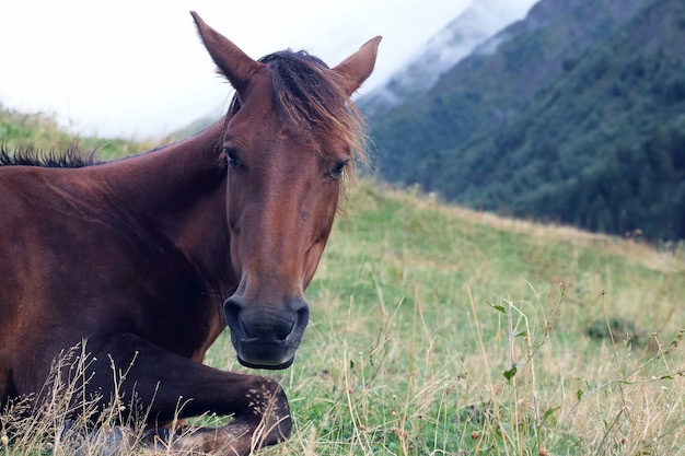 Das Pferd ruht nach dem Mittagessen im Gras