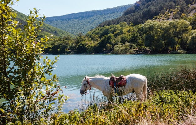 Das Pferd trinkt Wasser am See