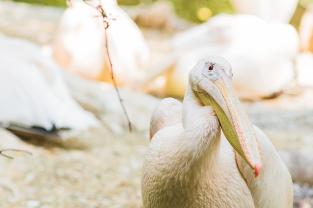 Das Pink-backed Pelican- oder Pelecanus-rufescensporträt