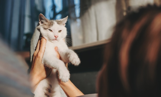 Das Porträt einer Katze, die von zwei Händen gehalten wird, hebt das Konzept des Tierschutzes auf