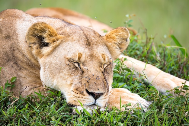 Das Porträt einer Löwin, sie liegt im Gras in der Savanne