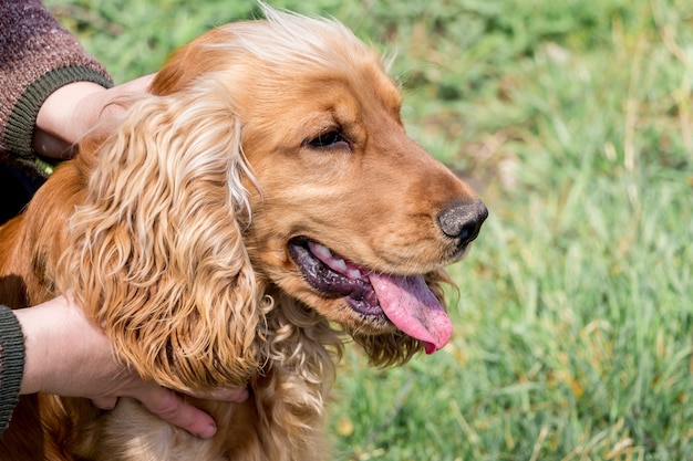 Das Porträt eines Hundes züchtet einen Cockerspaniel in der Nähe des Wirts, der ihn in seinen Händen hält