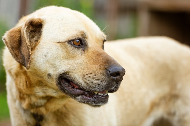 Das Porträt eines roten Hundes schaut weg