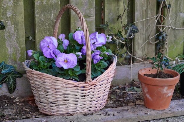 Das Produkt der richtigen Gartenarbeit Schnittaufnahme eines gepflegten Gartens