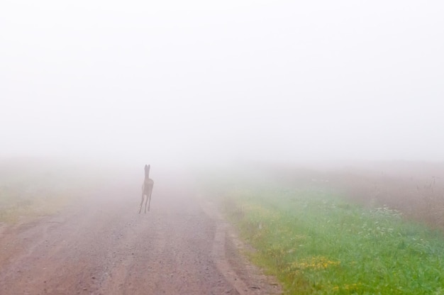 Foto das reh rennt die straße hinunter