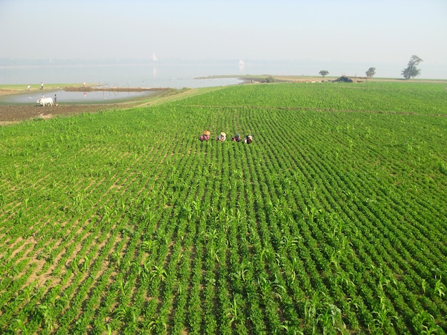 Das Reisfeld an der Küste des Taungthaman-Sees, Amarapura, Myanmar