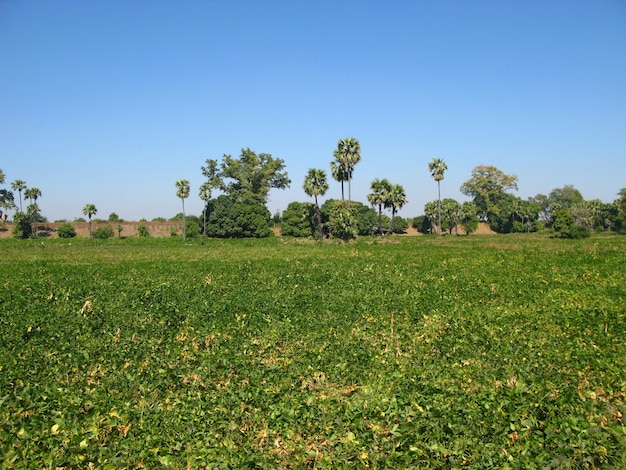 Das Reisfeld im kleinen Dorf Myanmar