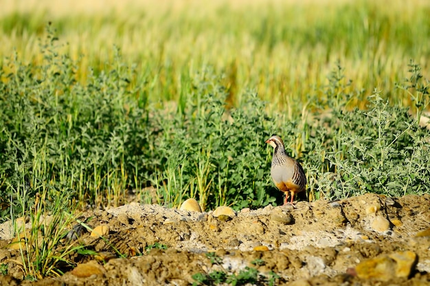 Das Rotbeinige Rebhuhn ist eine Art von Hühnervögeln aus der Familie der Phasianidae